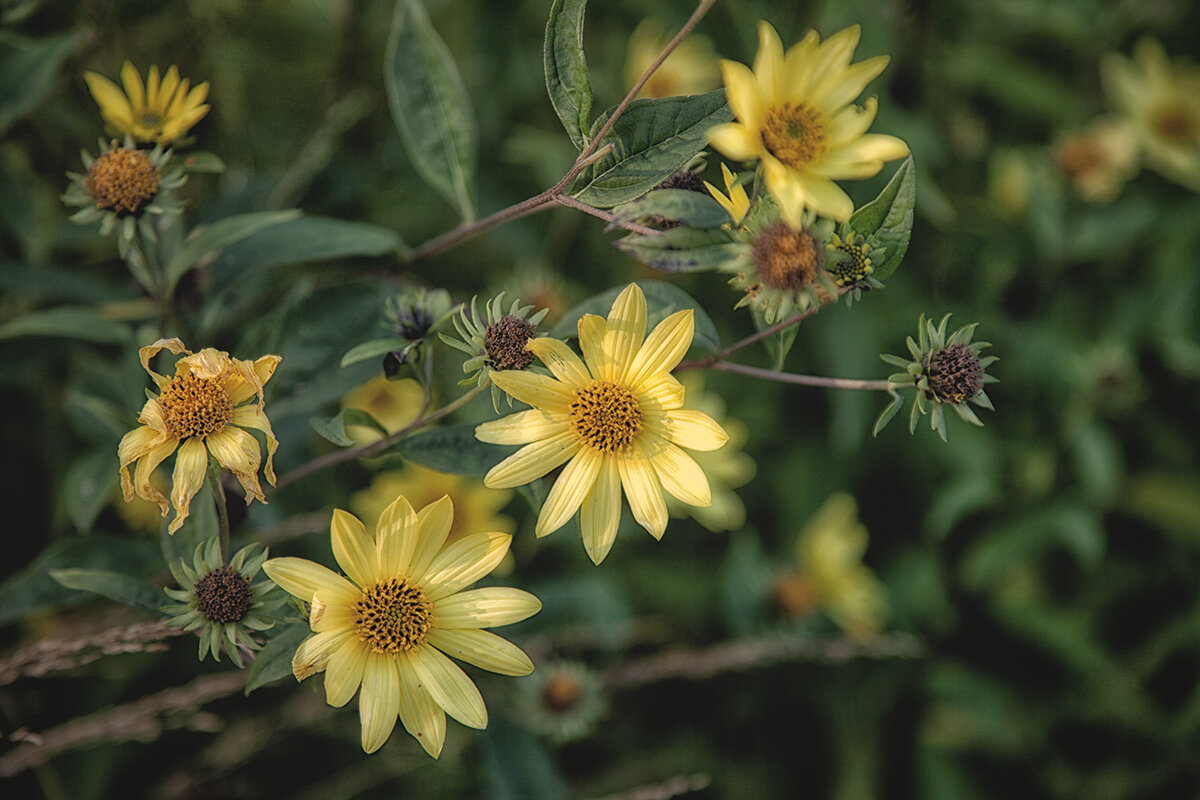 Осенние цветы. - Лилия *