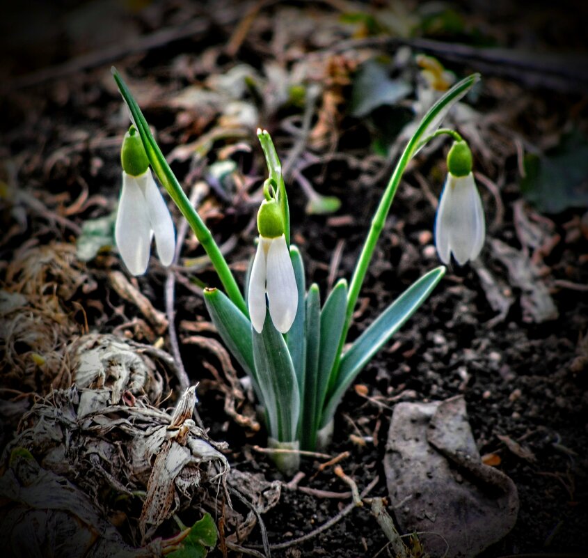 Февральские. - Владимир 