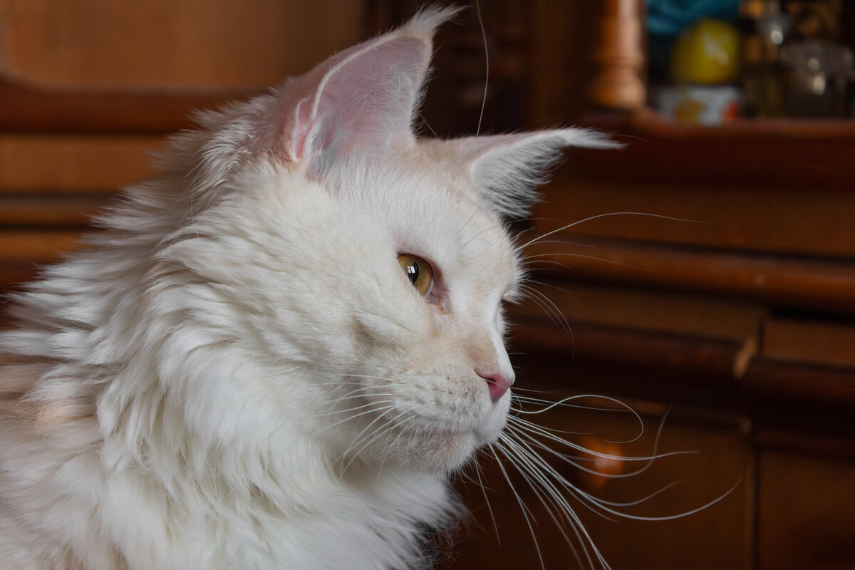 Эльза. - Борис Калитенко