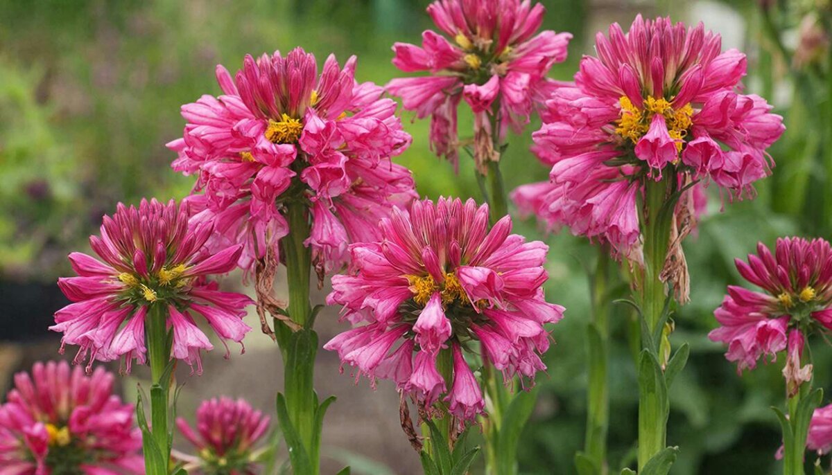 ЦВЕТЫ - МАРИЯ ПОПОВА