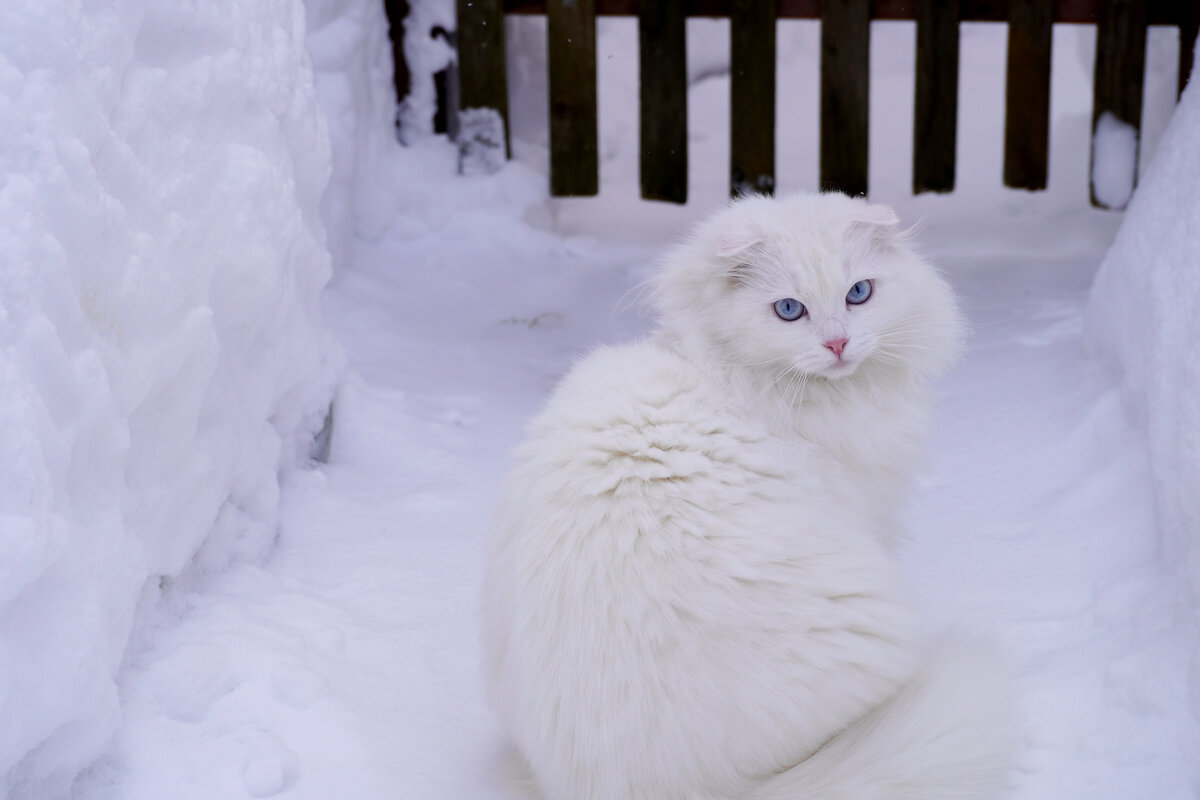 В раздумье. - Сергей Ц