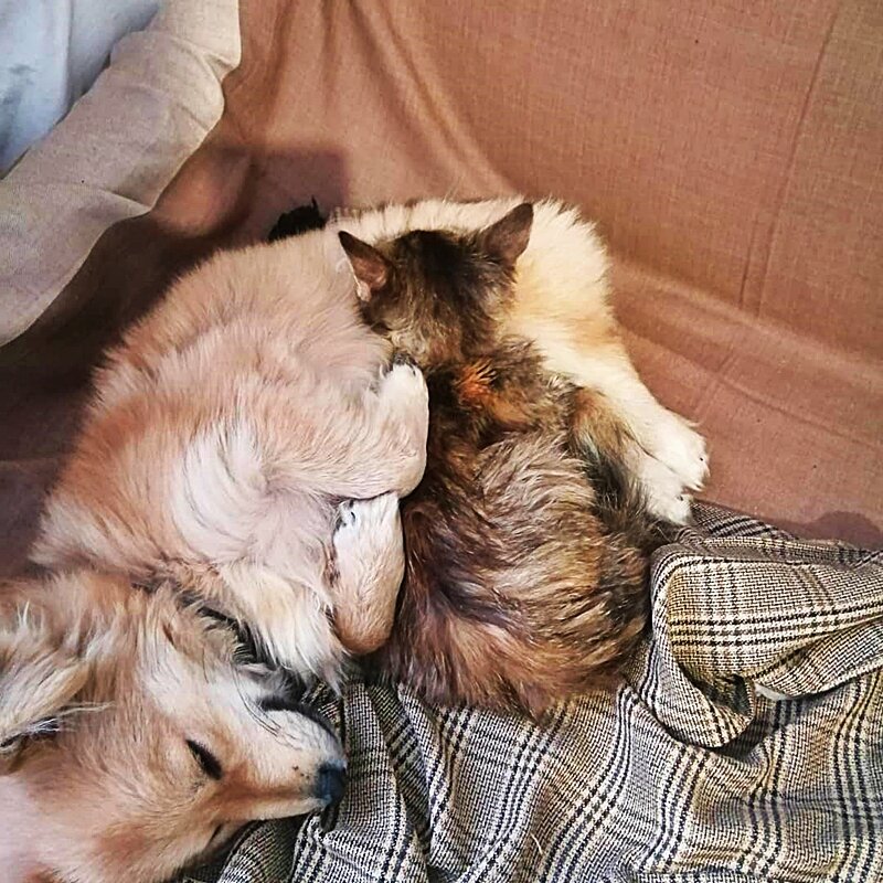 ПРИМЕР МЕЖВИДОВОЙ ДРУЖБЫ - Анатолий Малобродский ПРИМЕР МЕЖВИДОВОЙ ДРУЖБЫ - Анатолий Малобродский