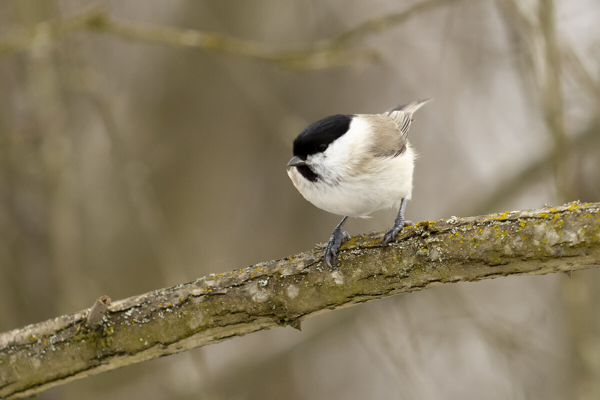 Пухляк - Валерий Черняк