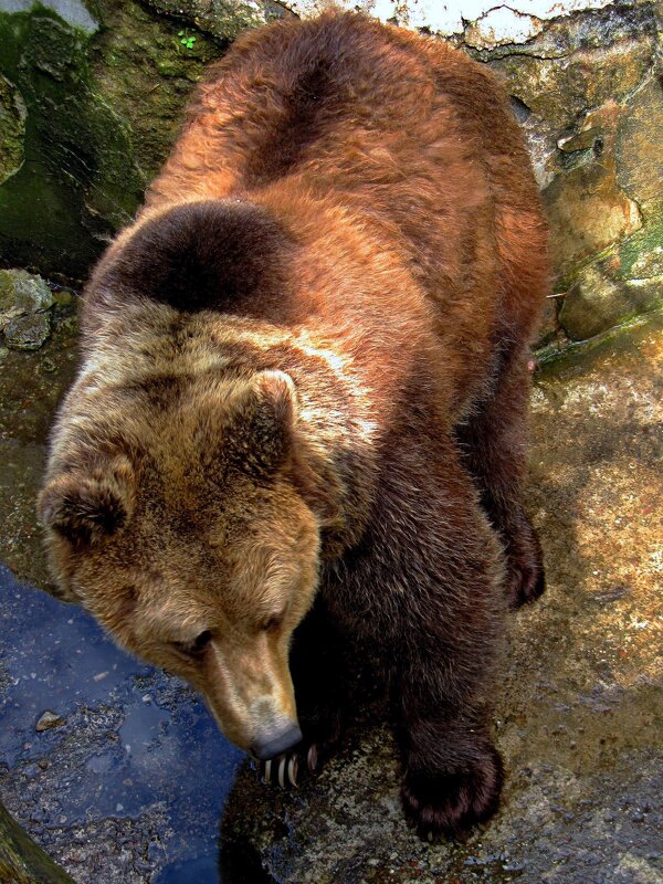 Бурый мишка - Сергей Карачин