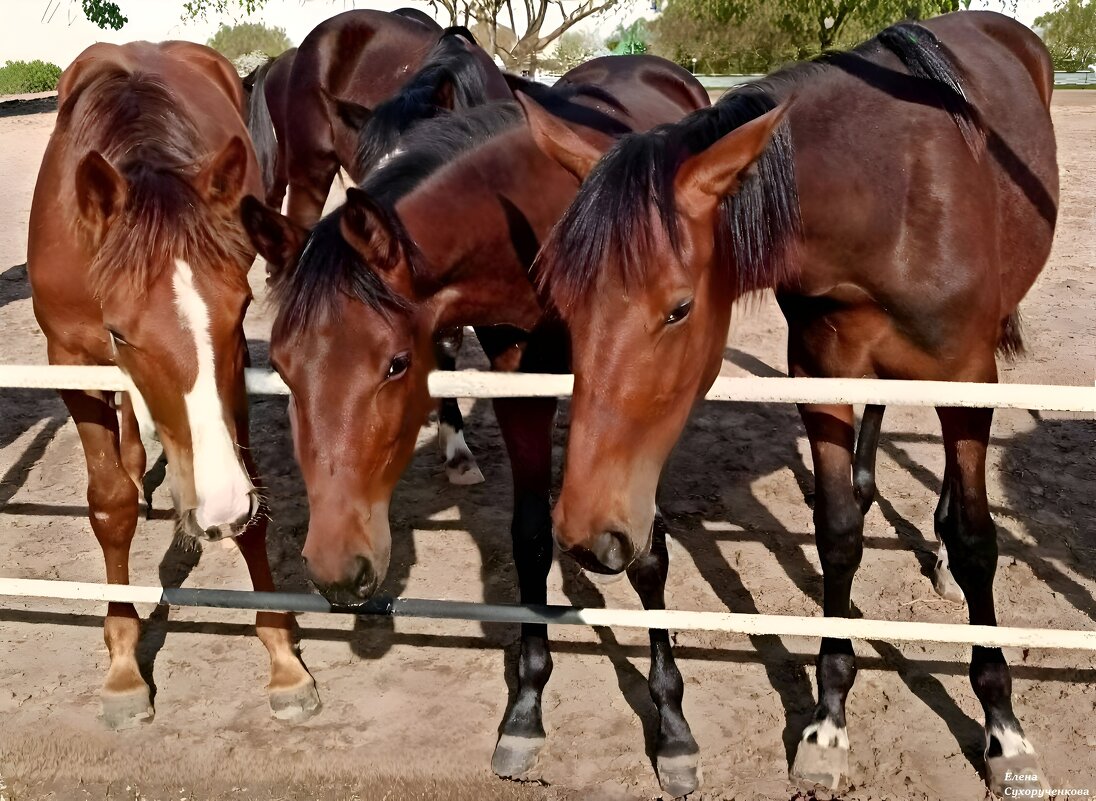 Тройка лошадей - Елена Сухорученкова