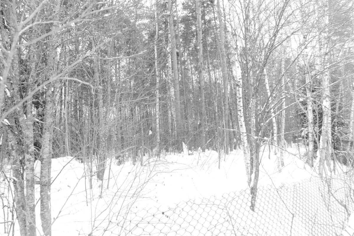 Мечты о ч/б Лейке 6. - Михаил Елочкин