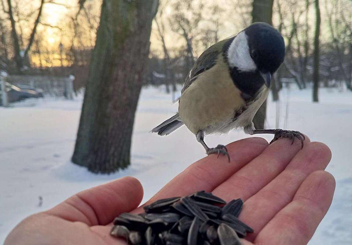 Синица - Сапсан 