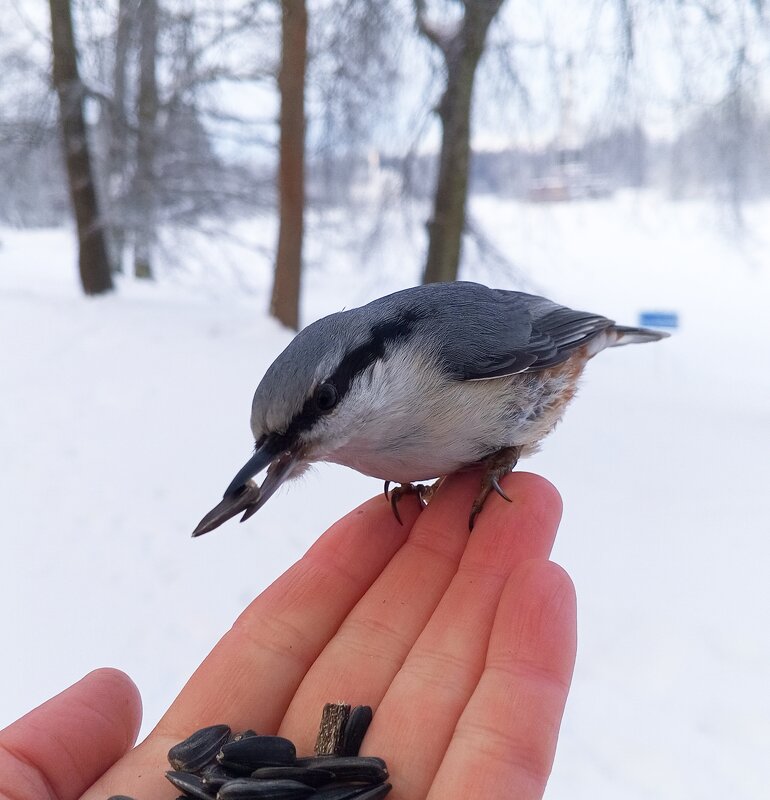 Поползень - Сапсан 