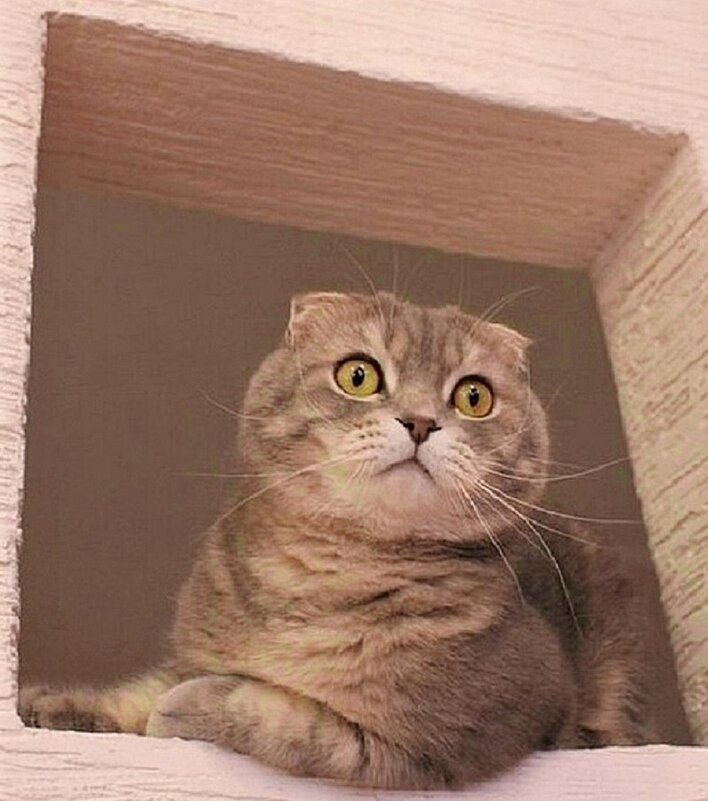 Охранник - Галина Нестратова