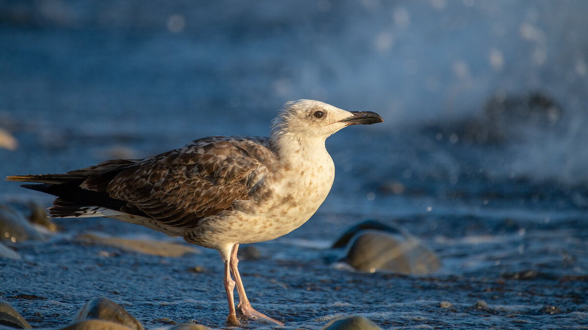 На морском берегу - Владимир Лазарев
