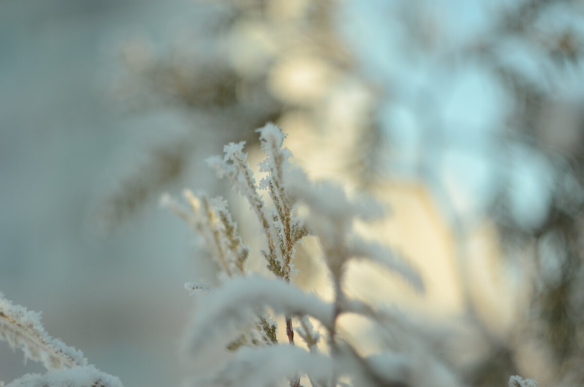 **** - Георгий Никонов