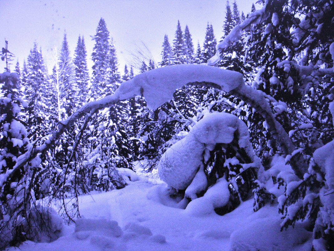 Февральский лес - Людмила Смородинская