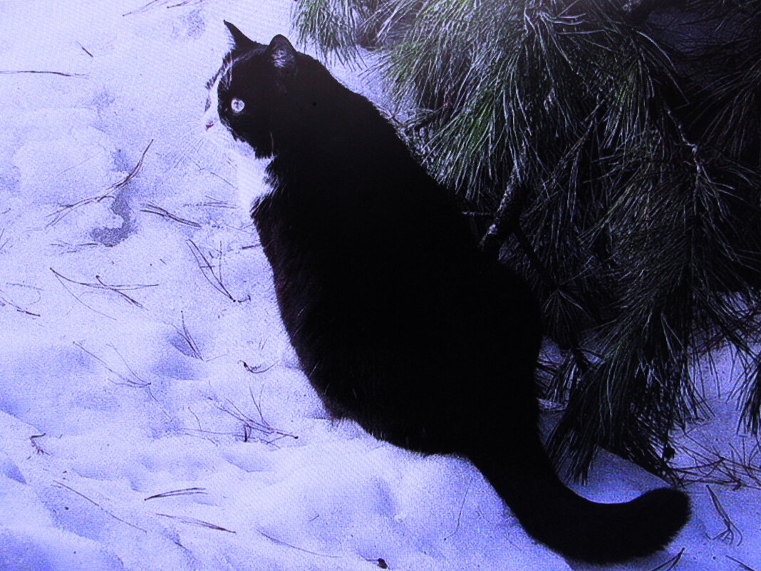 Решил погулять - Людмила Смородинская