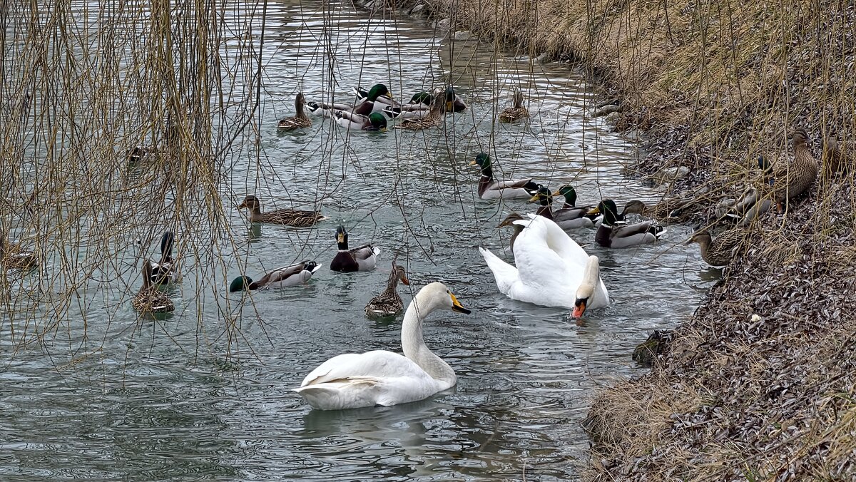 Верность - Мариша Верность - Мариша