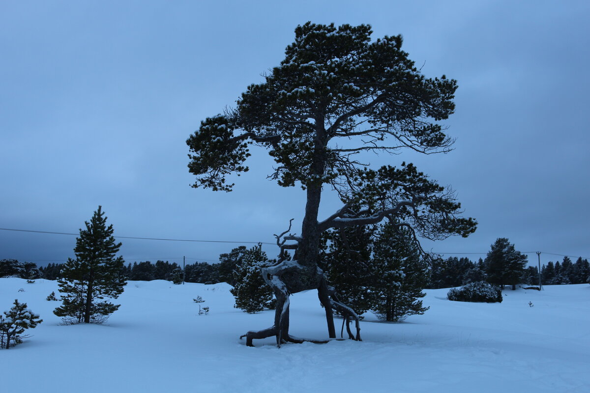 Шагающая сосна - Ольга 