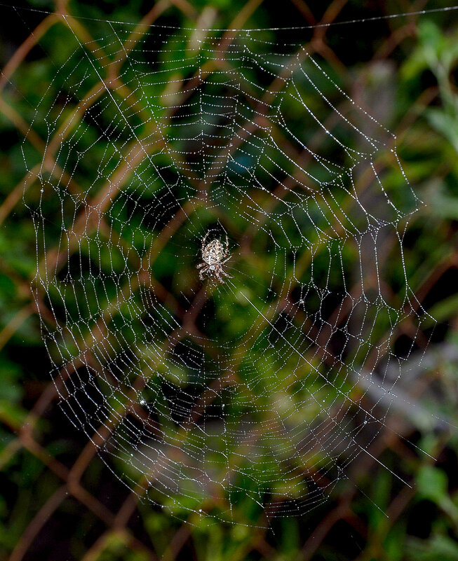 переплетение - Aleksandr .