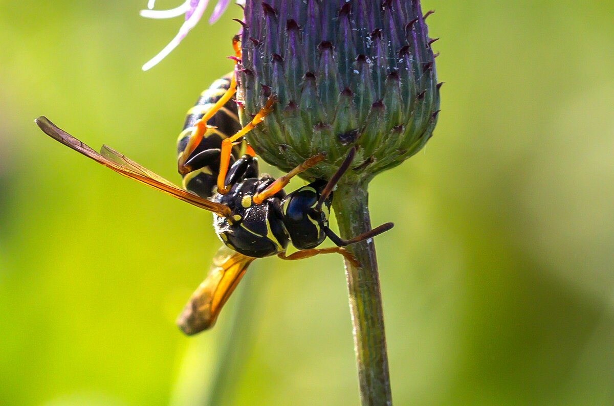 Краски лета. Оса. - Алексей Трухин Краски лета. Оса. - Алексей Трухин