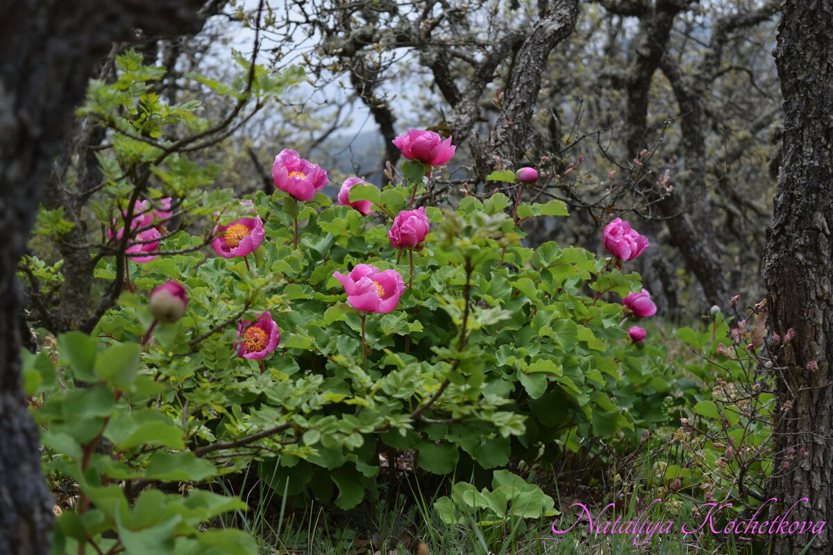 Природа Крыма - Amazing Cosmea