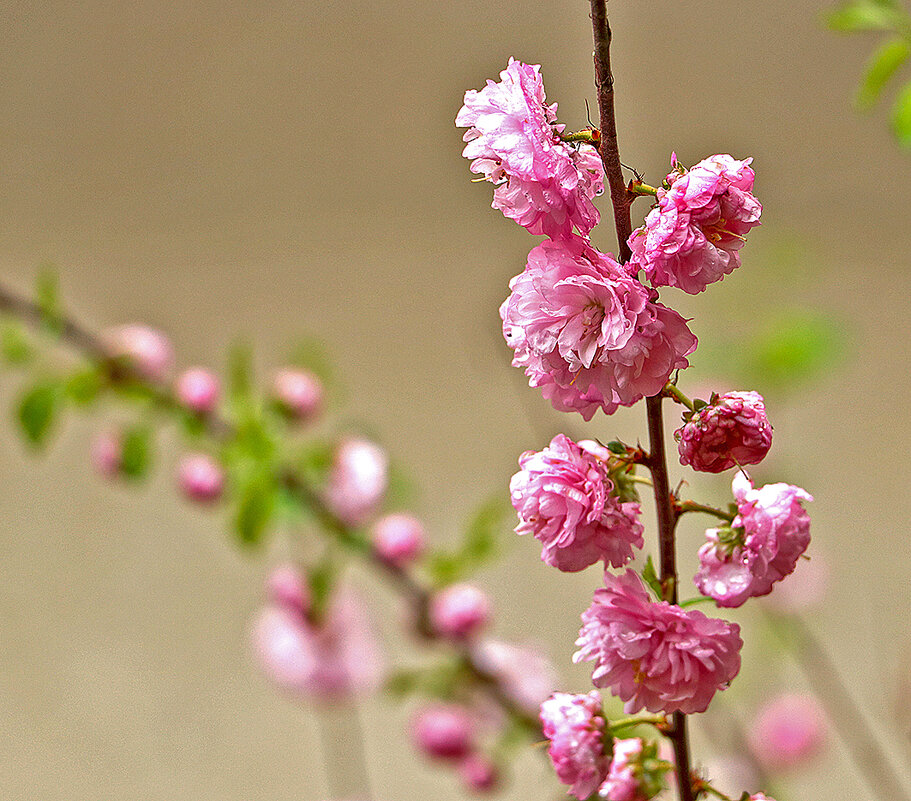 Луизеания - розовая нежность - Светлана 