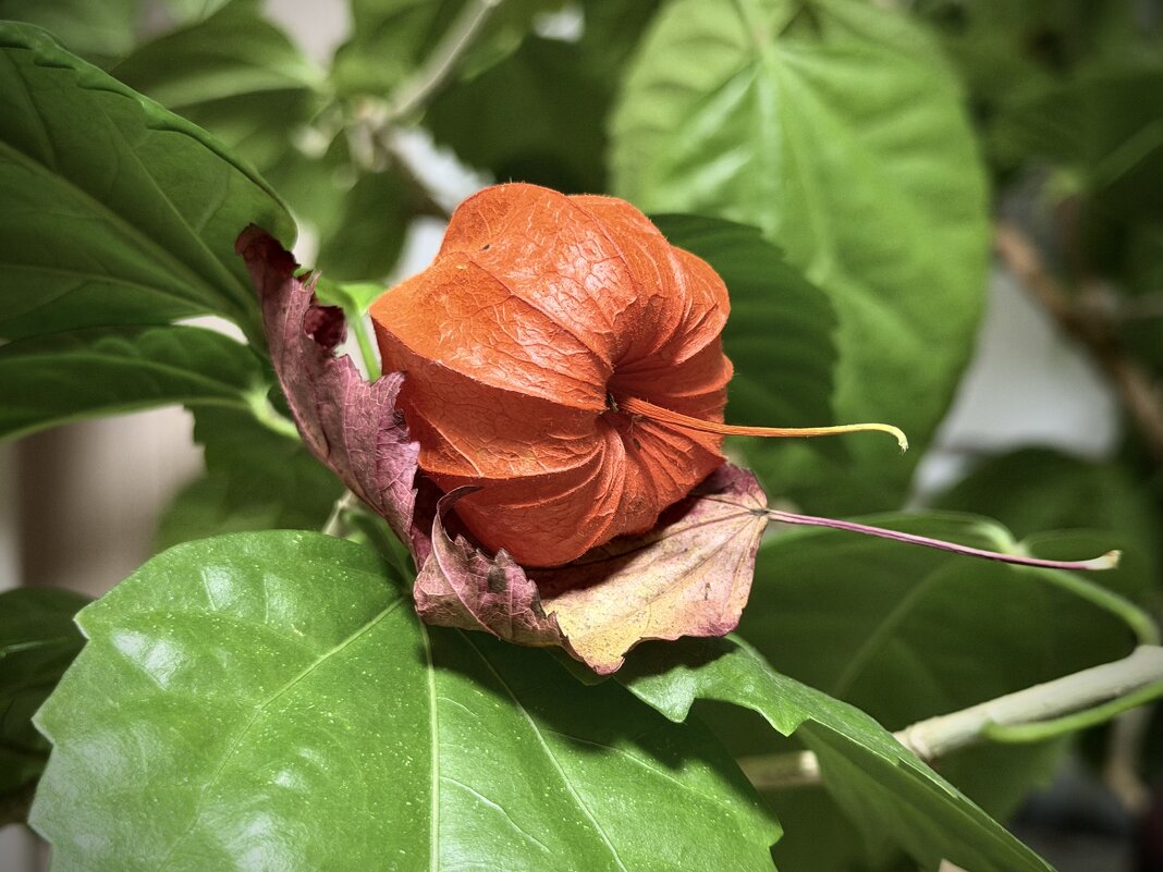 Фактурность. - Любовь 