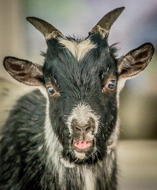 козёл - Аркадий Лаптенко