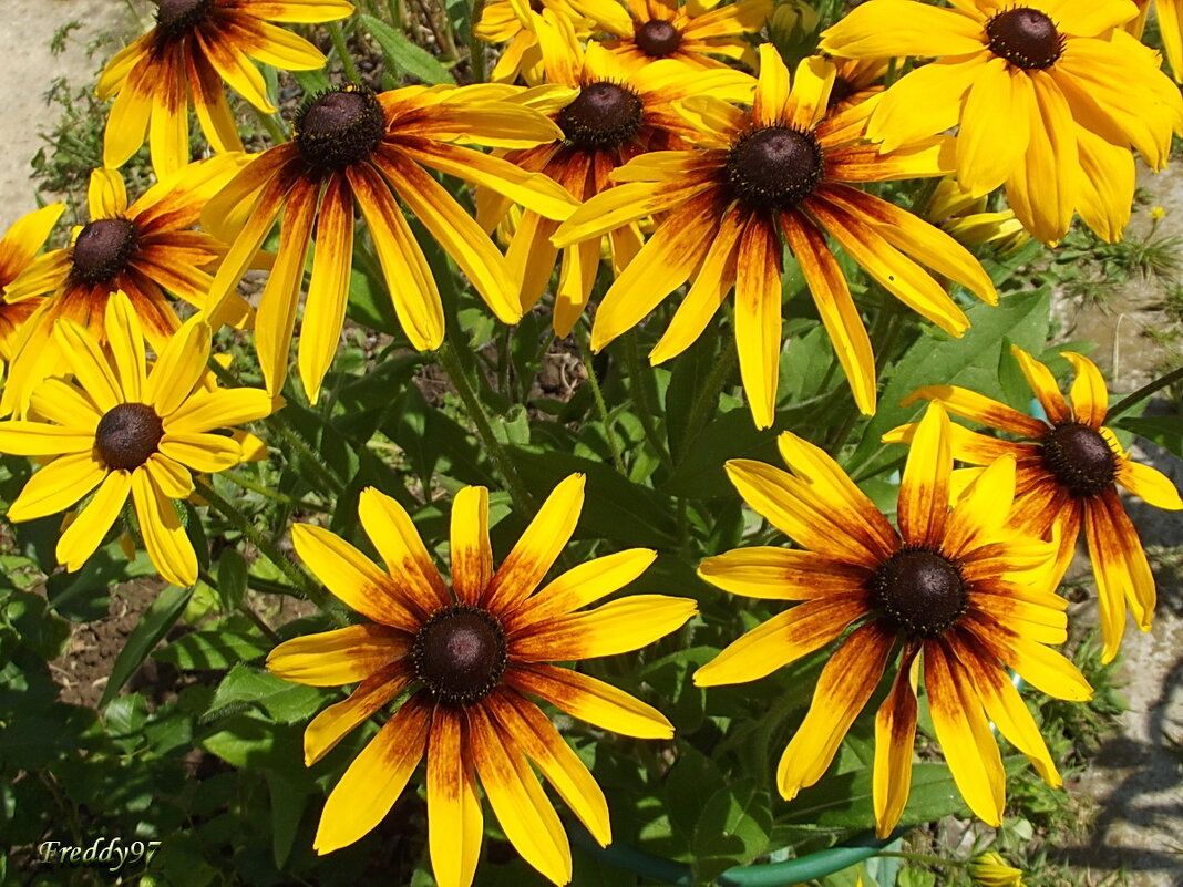 Рудбекия - Freddy 97