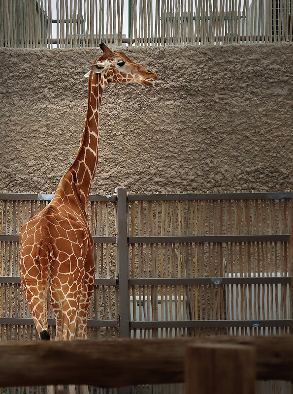 Великан... - Галина Ильясова