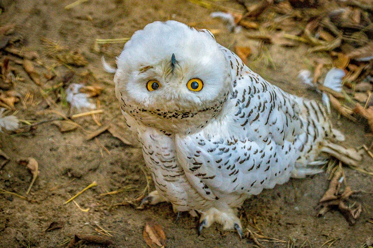 полярная сова - Аркадий Лаптенко полярная сова - Аркадий Лаптенко