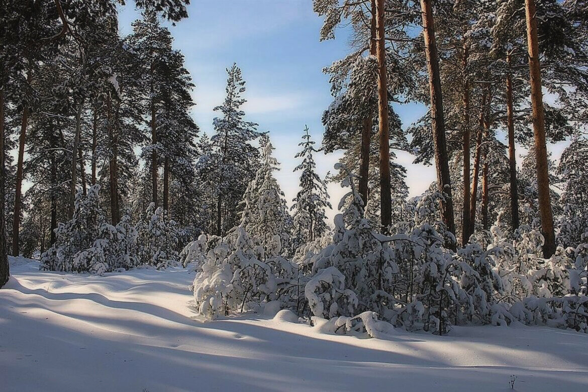 Зимняя чистота - елена беликова