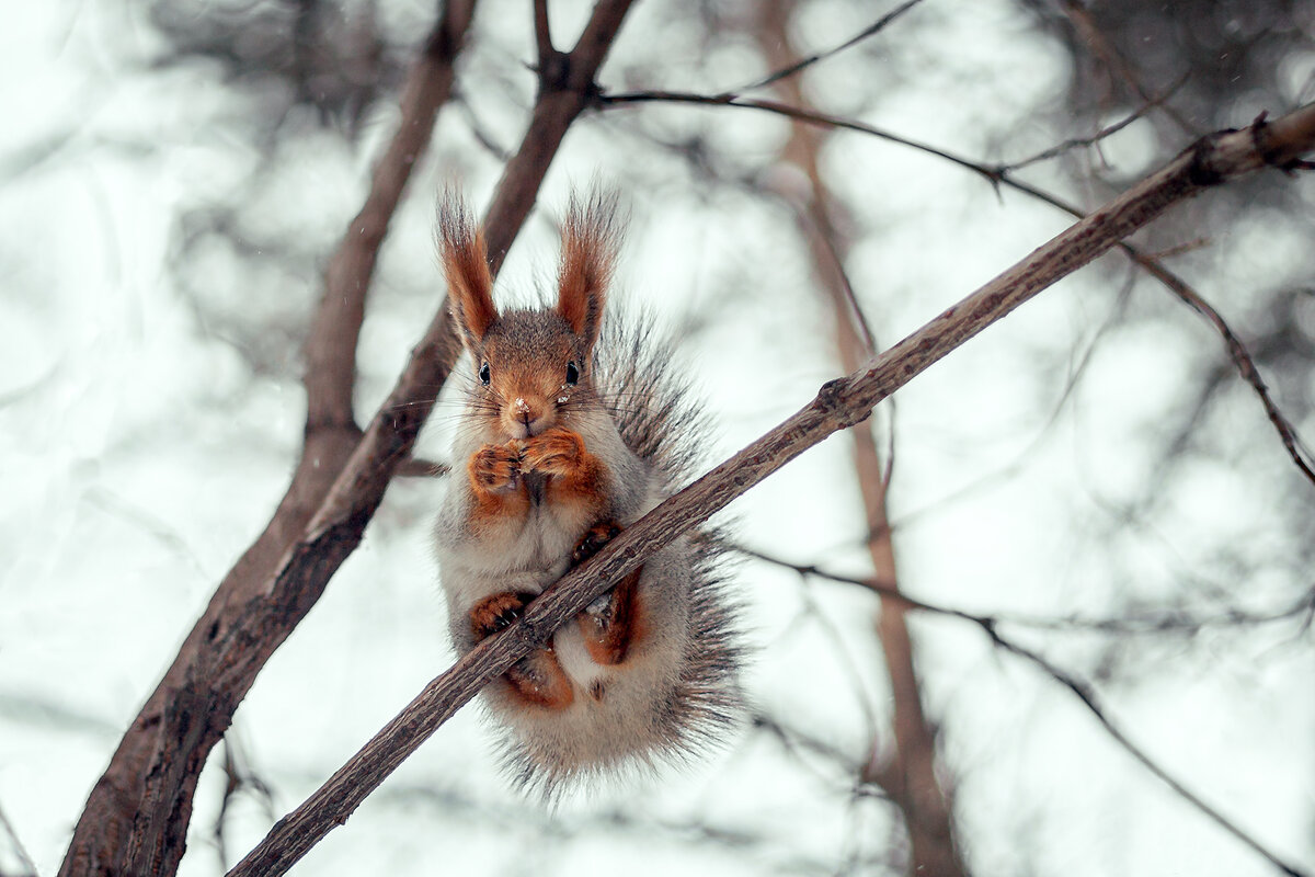 рыжая - Антон Лихач