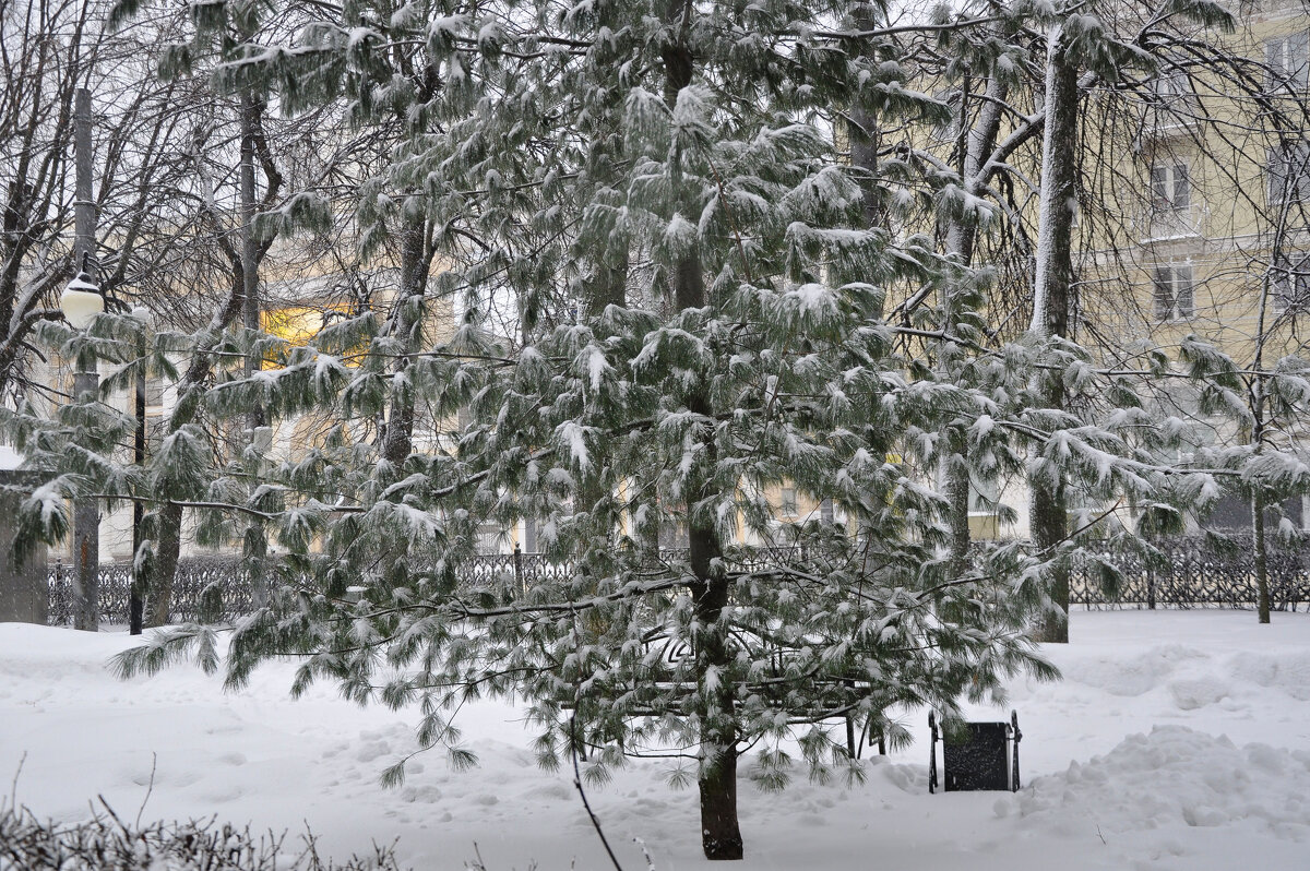 Снегом украшена, запорошена - Татьяна Машошина