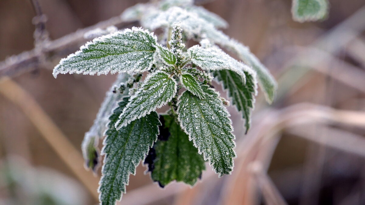 ... - "The Natural World" Александер