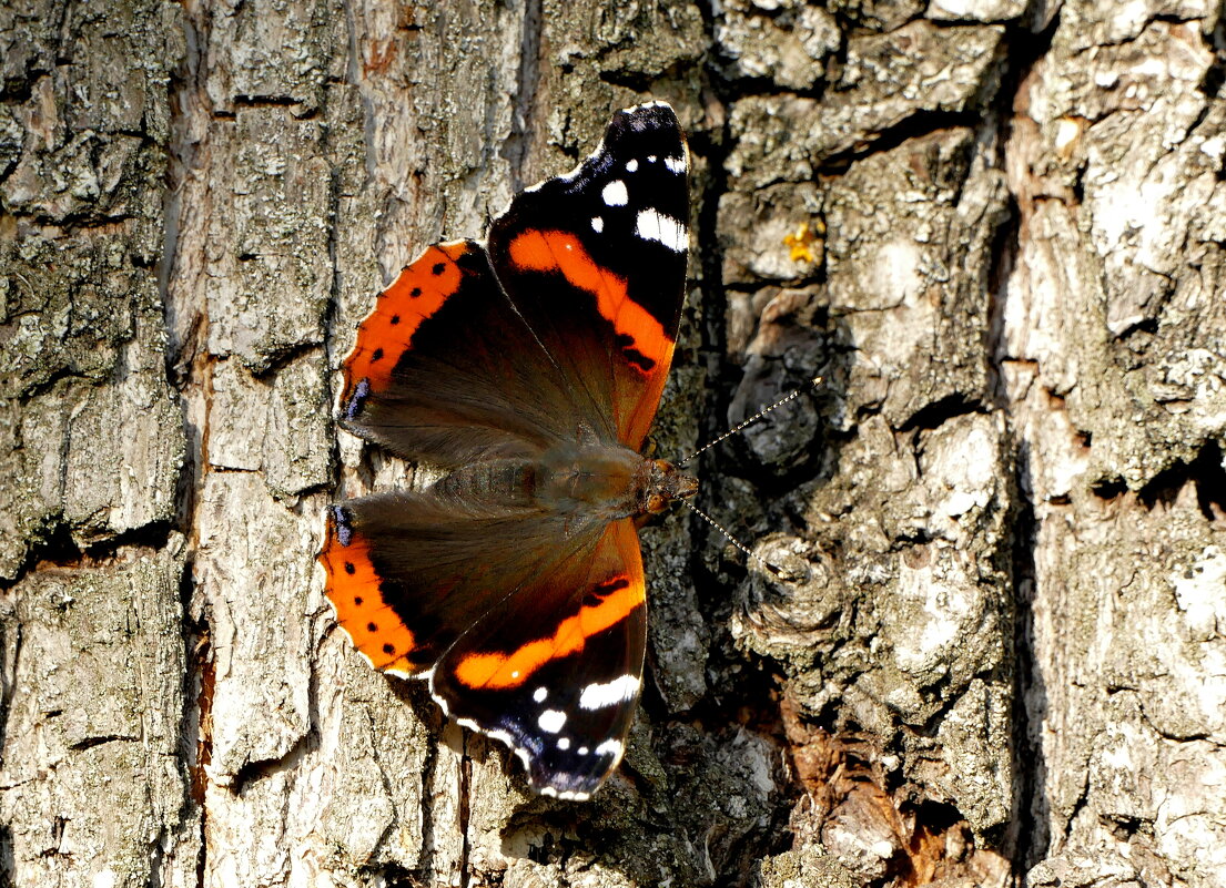 опять про бабочек...491 - Александр Прокудин
