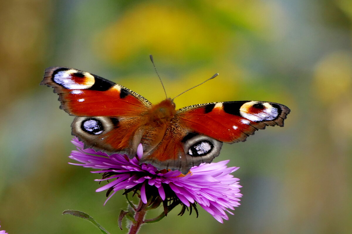 опять про бабочек...495 - Александр Прокудин