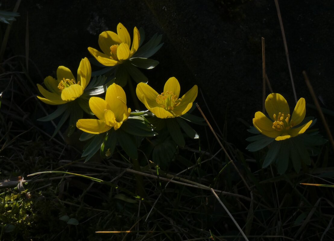 весенние цвета - Heinz Thorns