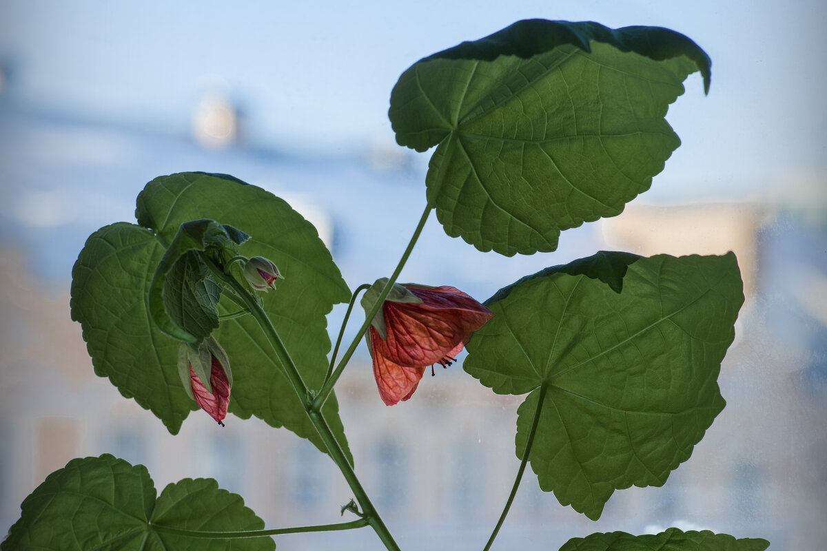 ... - ВЛАДИМИР 