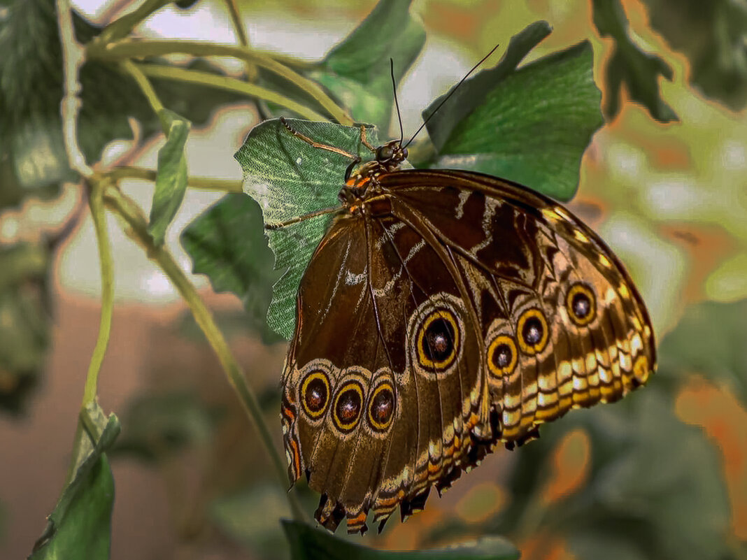 Бабочка морфо пелеида - Aleksey Afonin