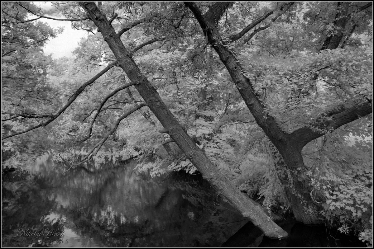 Деревья над водой... - Николай Гирш