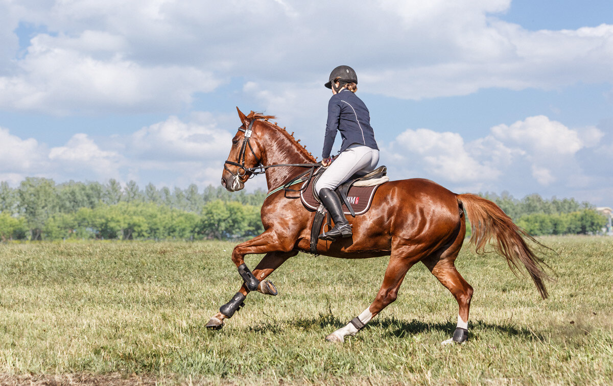 Конкур - SanSan 