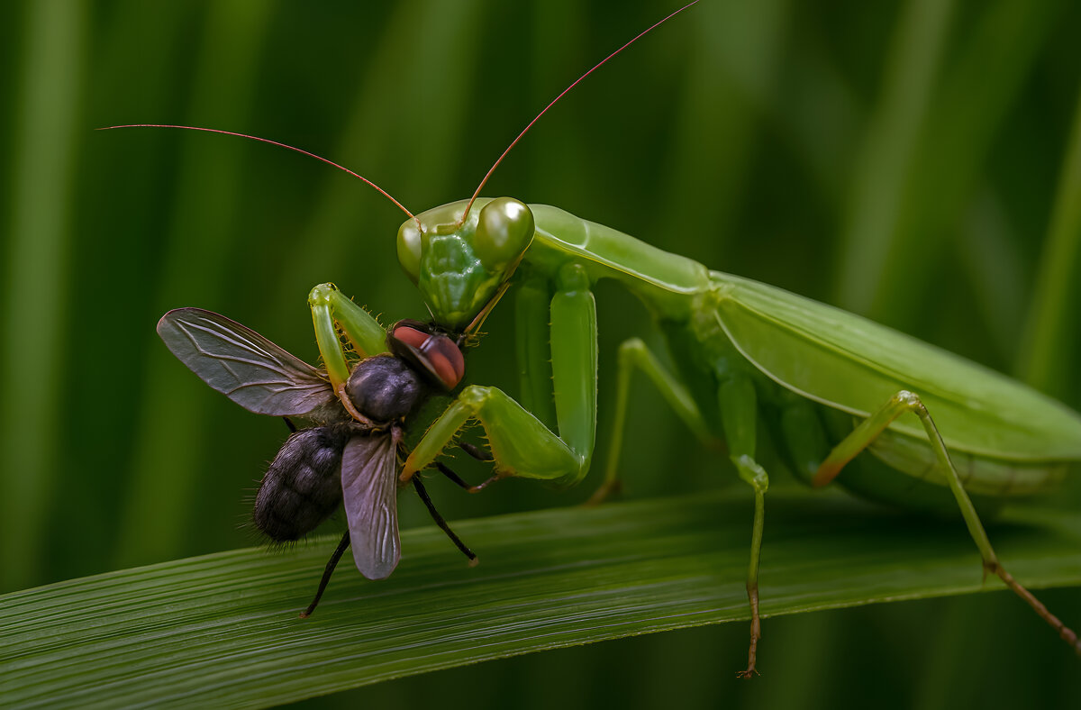 Богомол - Aleksey Afonin