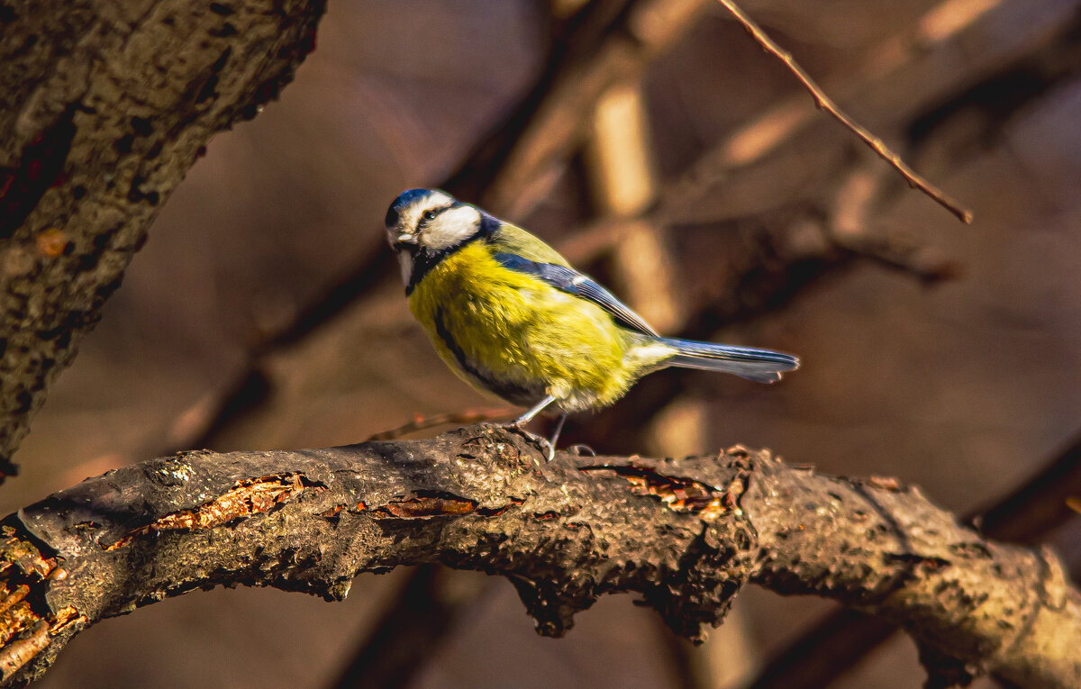Птичка, лазоревка. - Петр Беляков