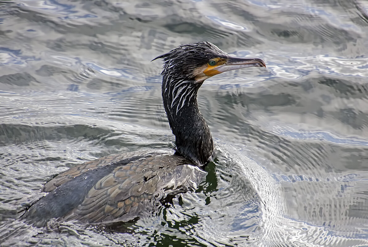 Баклан - Андроник Александр Баклан - Андроник Александр