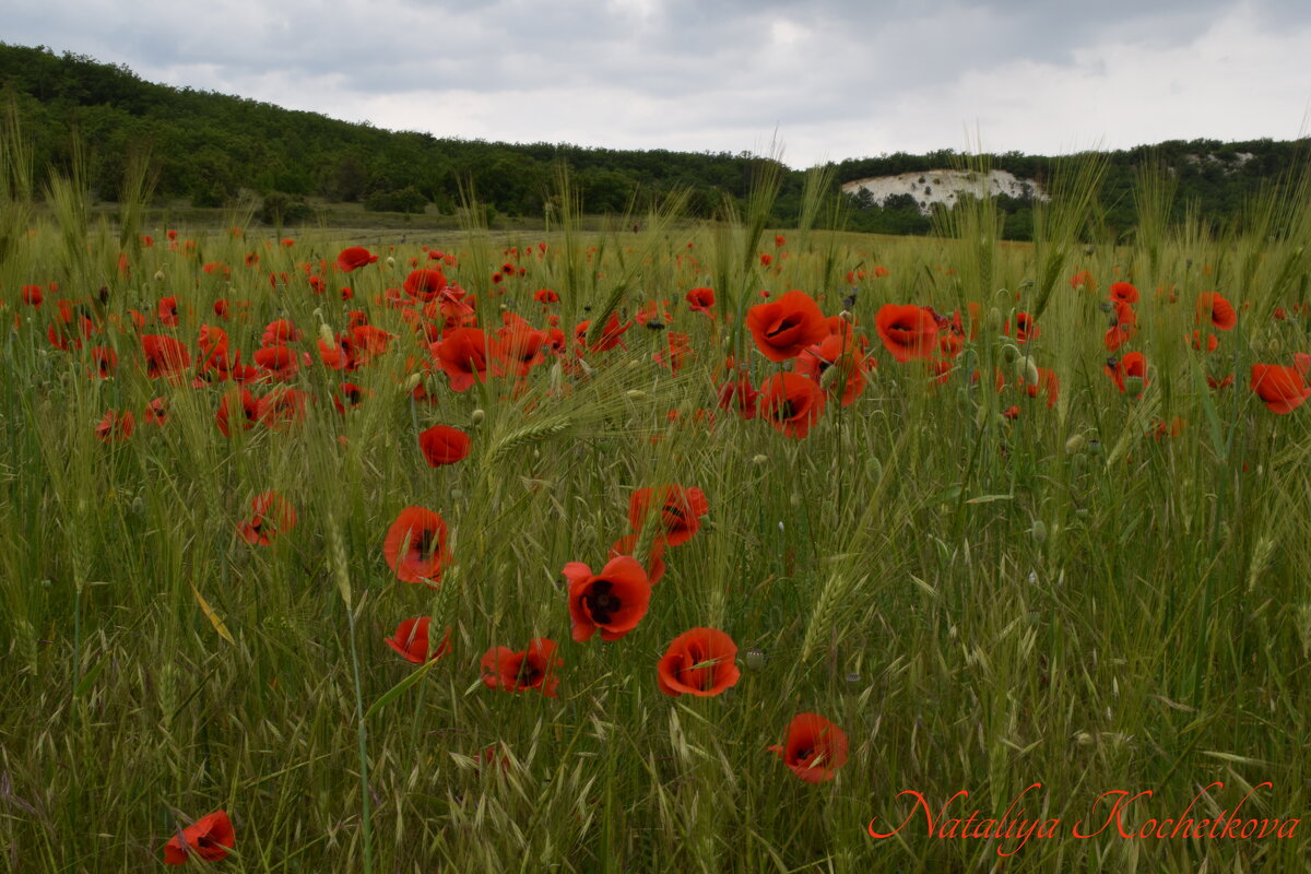 Природа Крыма - Amazing Cosmea