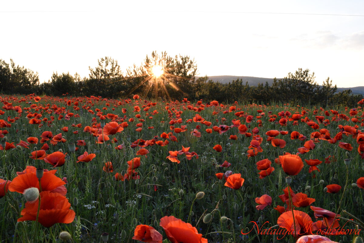 Природа Крыма - Amazing Cosmea