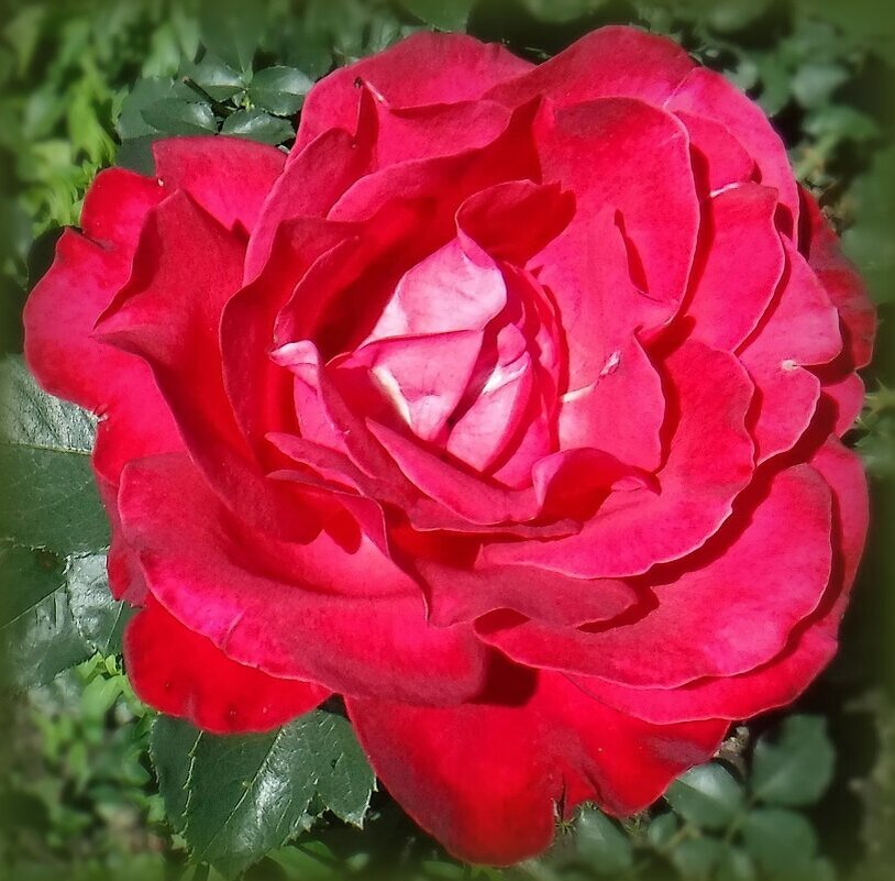 Красная розочка - Елена Сухорученкова