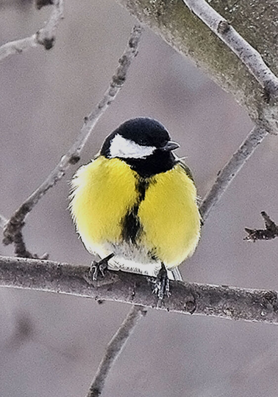 В гостях у синицы. - Валентина Нефёдова В гостях у синицы. - Валентина Нефёдова