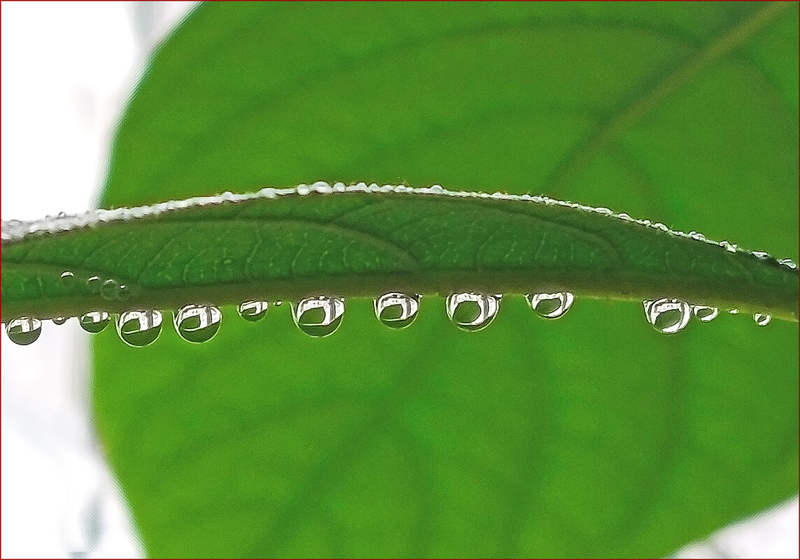 В каждой капле - листик! - Валентина Нефёдова В каждой капле - листик! - Валентина Нефёдова