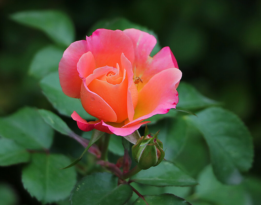 Сентябрьская - Светлана Сентябрьская - Светлана