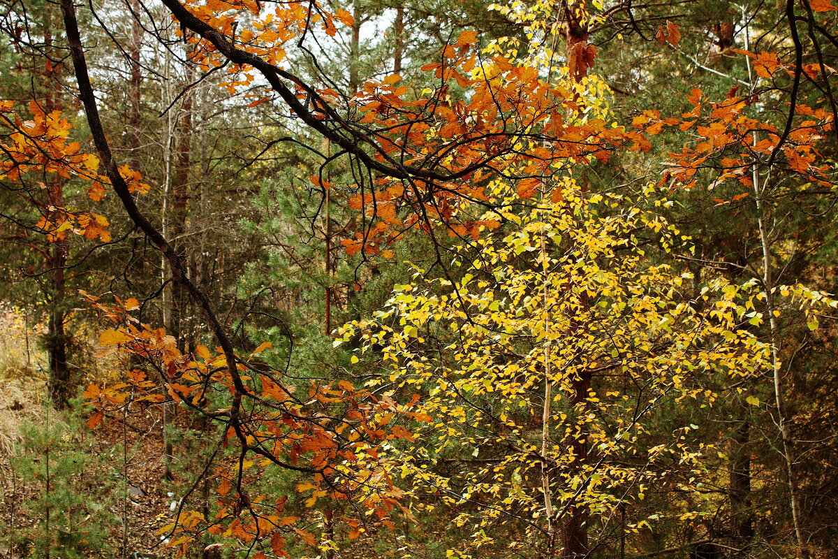 октябрь - импрессионист - Александр Герасенков октябрь - импрессионист - Александр Герасенков
