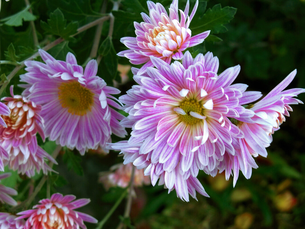 Хризантемы - Валентин Семчишин
